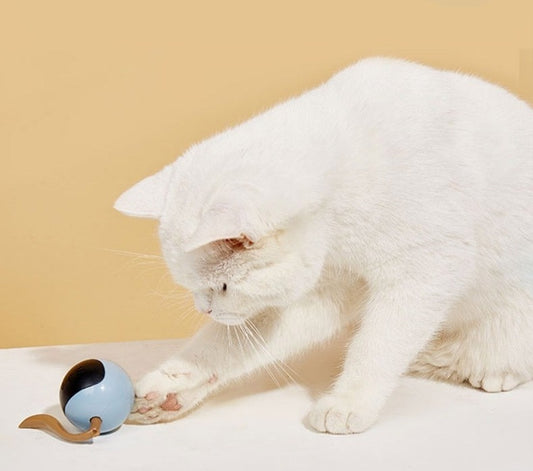 כדור הקסם לחתול בעלי חיים